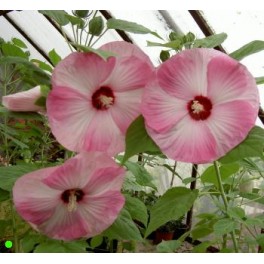 HIBISCUS moscheutos Luna Pink Swirl  5 seeds