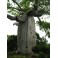 ADANSONIA suarezensis "Lahvový strom" 2 semena