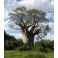 ADANSONIA za "Za Baobab" 2 seeds