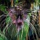 TACCA chantrieri "Devil flower, Bat Plant" 5 seeds