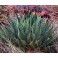AGAVE parryi subsp. neomexicana "Mescal" 8 Korn