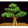 FICUS obliqua "Small-leaved Fig" 30 seeds 