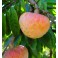 ANNONA reticulata "Custard Apple" 3seeds