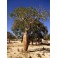 DELONIX  decaryi "Bottle Tree" 2 seeds