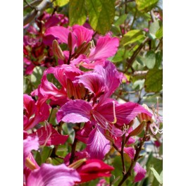 BAUHINIA variegata "Orchid Tree" 3 seeds