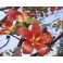BOMBAX malabaricum ”Red Kapok, Silk cotton tree” 5 seeds