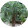 Phoenix roebelenii "Pygmy Date Palm" 5 seeds