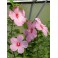 HIBISCUS Galaxy (pink with red center) 5 seeds