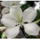 BAUHINIA alba "White Orchid Tree" 2 seeds