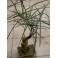 BRACHYCHITON rupestris "Queensland Bottle-Tree" 5 seeds