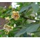 CEIBA pentandra "Kapok Tree, Silk Cotton Tree” 5 seeds