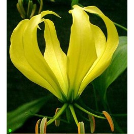 GLORIOSA greenii "Green-yellow Climbing Lily" 5 seeds