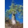 MORINGA drouhardii "Madagaskar-Flaschenbaum" 2 Korn