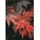 ACER palmatum Atropurpureum 5 Korn