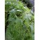 ECHINOCYSTIS lobata "Indian cucumber“ 5 seeds