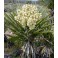 YUCCA  schidigera "Mohave Yucca" 4 seeds