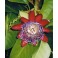 PASSIFLORA alata "Passionflower, Granadilla" 5 seeds