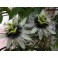 PASSIFLORA edulis f. flavicarpa "Passionflower" 5 seeds 