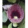 ARISTOLOCHIA elegans (littoralis) "Calico flower, Dutchman’s pipe, Pipe Vine" 8 seeds