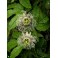 PASSIFLORA edulis "Passionflower" 5 seeds