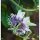 PASSIFLORA morifolia "Passionflower" 5 seeds
