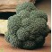 BROKOLICE Marathon (F1) (Brassica oleracea italica) 20 semen