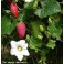 COCCINIA grandis "Ivy Guard" 3 seeds
