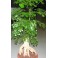 CUSSONIA sphaerocephala "Natal Forest Cabbage Tree" 2 seeds