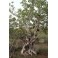 FICUS abutilifolia "Large-Leaved Rock Fig" 10 seeds