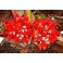 ZINGIBER chrysanthum 3 seeds